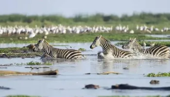 8 Days Best Of Tanzania Safari Tour