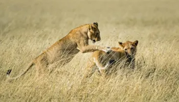 7 Days Masai Mara - Serengeti - Ngorongoro Crater - Lake Manyara Tour