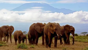 9 Days Amboseli - Serengeti - Lake Manyara - Ngorongoro Crater Safari Tour