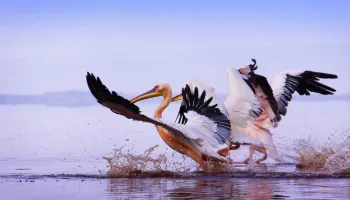 10 Days Kenya And Tanzania Safari Tour