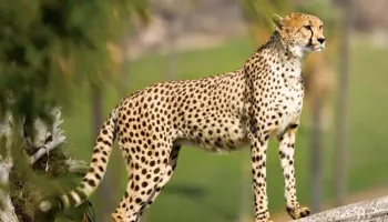 12 Days - 11 Night Kenya And Tanzania Safari Tour