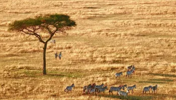 2 Day Tanzania Safari, Tarangire National Park and Ngorongoro Crater