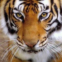 Tiger marathon 2016 Tour