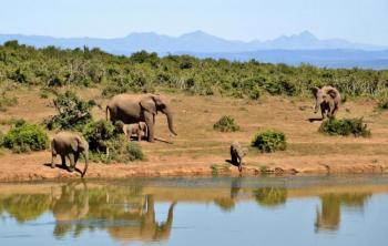 Exclusive 7 Days African Safari Vacations Package
