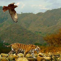 Wildlife Adventure Tours in India