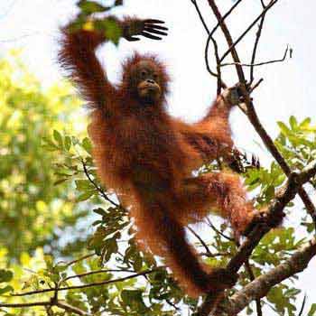 Orangutan Tour & River Safari 4 Days Package