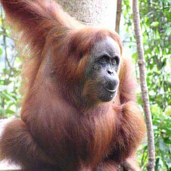 Sumatra Orangutan Tour 5 Days Package