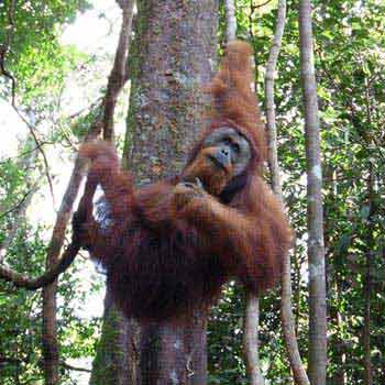 Orangutan Sumatra, Tangkahan, Lake Toba Package