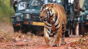 5 Nights - 6 Days Central India Wildlife Tour