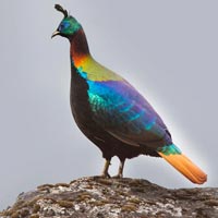 Bhutan Birding