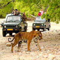 North India Wildlife Tour