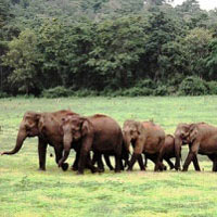 India Wildlife Tour