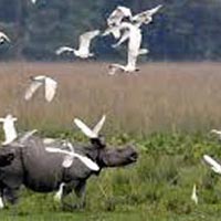 Rhinoland Tour - Assam Tour