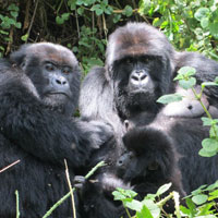 Rwanda - Burundi Wildlife Tour