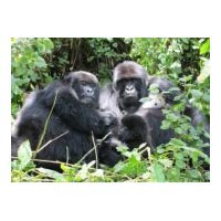 5Days/4 Nights Wildlife - African Primates Tour