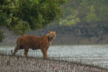 Northeast India Wildlife Tour