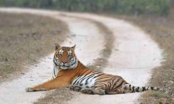 Tiger Safari Taj Tour