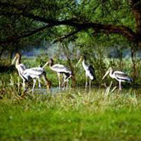 Ranthambore and Bharatpur Package Tour