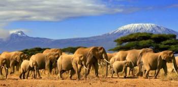 Kenya Big five Safari Tour