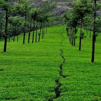 Kerala The Green Planet Tour