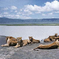15 Days kenya and tanzania budget safari Nakuru - Naivasha - Masai Mara - Narok Tour