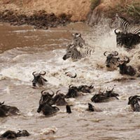 3 Days Masai Mara Budget Group Joining Safari