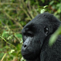 Just Gorillas Rwanda Tour