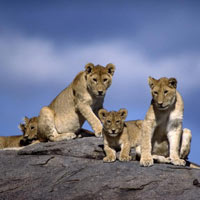 Kenya Discoverer Safari