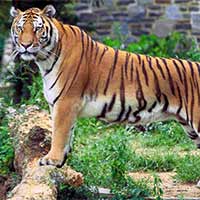 Mundanthurai Tiger Reserve Tour
