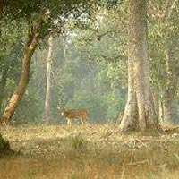Group Package - Kanha National Park - 1N/2D Package For Sharing Basis