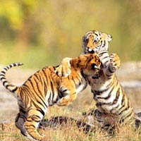 Packages For Photographers - Kanha National Park - 2N/3D Package For Sharing Basis