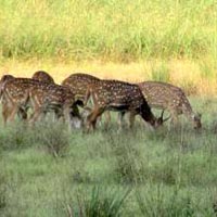 Student Package - Kanha National Park - 1N/2D Package For Sharing Basis