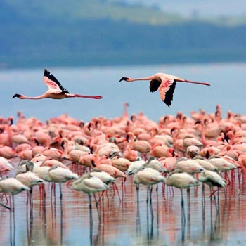 Lake Baringo - Lake Bogoria - Lake Nakuru - Maasai Mara Tour