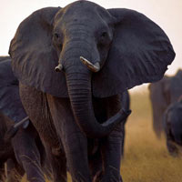 5 Days Manyara - Ngorongoro - Serengeti Wildlife Lodge Holiday Tour