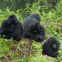 Kenya - Tanzania best wildlife lodge - Uganda Gorilla safari Tour