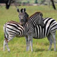 Uganda Hotspots Wildlife And Gorilla Safari-15 Days Package