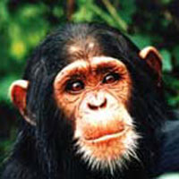 Ngamba Chimpanzee Sanctuary Tour