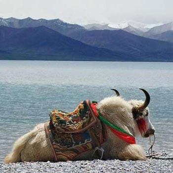 Lhasa , Namtso Lake and Tsedang Tour