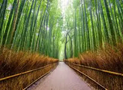 Japan 04 Nights / 05 Days