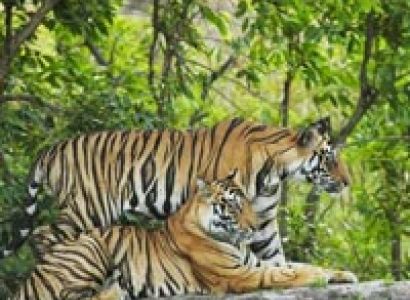 Magical Satpura Tour