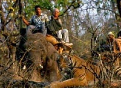 Madhya Pradesh Wildlife Tour