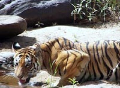 Nature & Tiger Track Tour