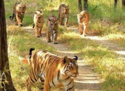 Nature & Tiger Country Tour