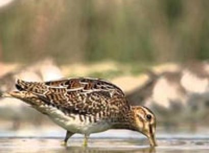 Kipling Country Tour