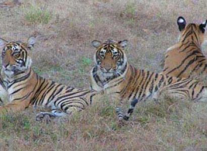 Golden Triangle with Wildlife Tour