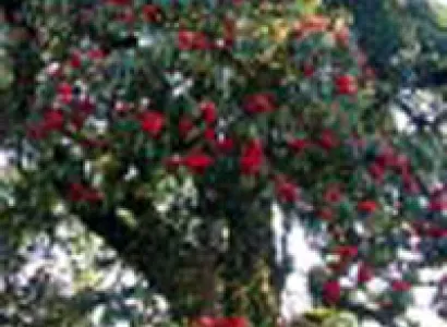 Darjeeling  Sandakphu Treks