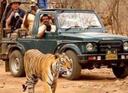 Ranthambore Wild Safari Tour