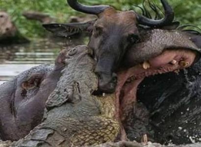 4 Days Masai Mara Safari | Lake Nakuru Bus Tour from Kisumu