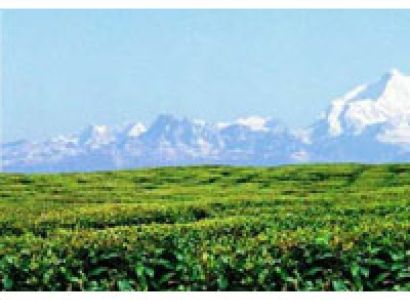 Mountain and Tea Garden Tour