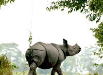 Weekend in Forest Tour